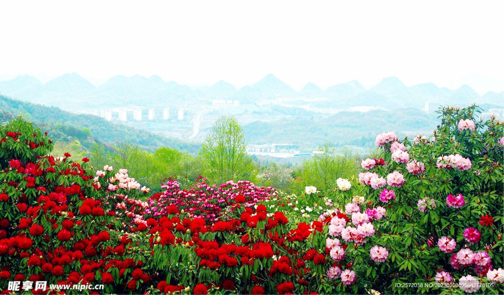 毕节百里杜鹃