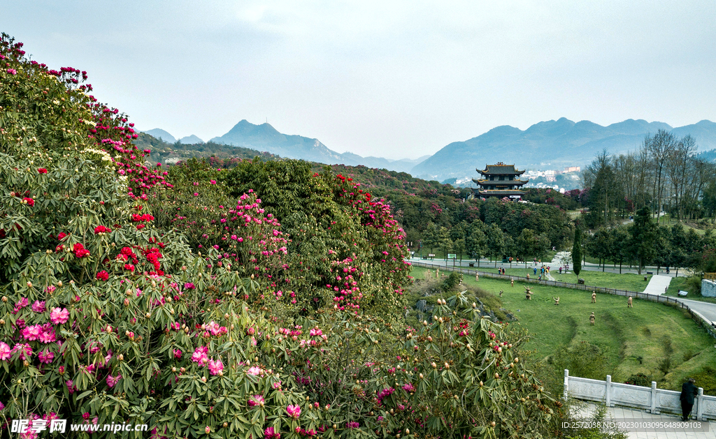 毕节百里杜鹃