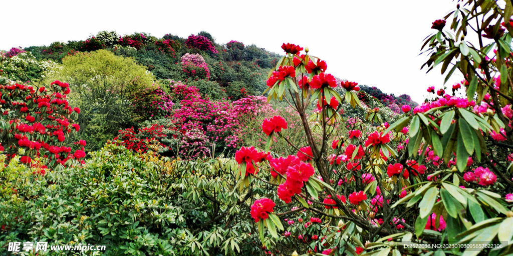 毕节百里杜鹃