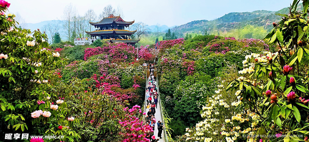 毕节百里杜鹃