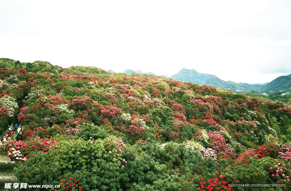 毕节百里杜鹃