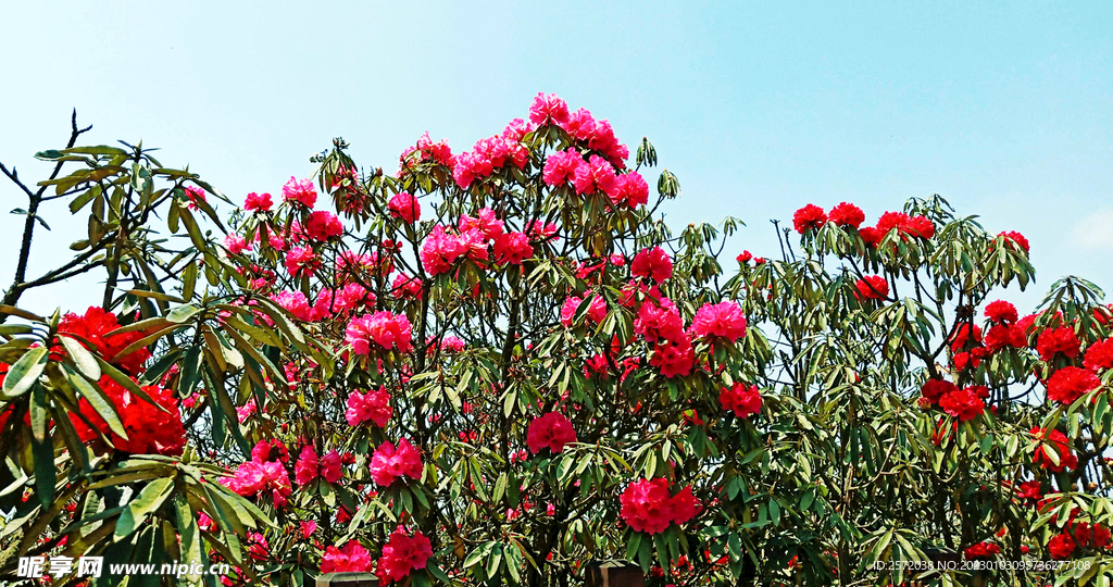 毕节百里杜鹃