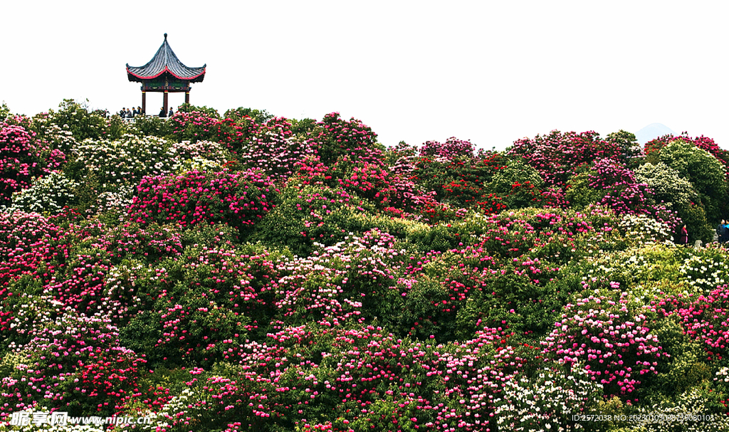 毕节百里杜鹃