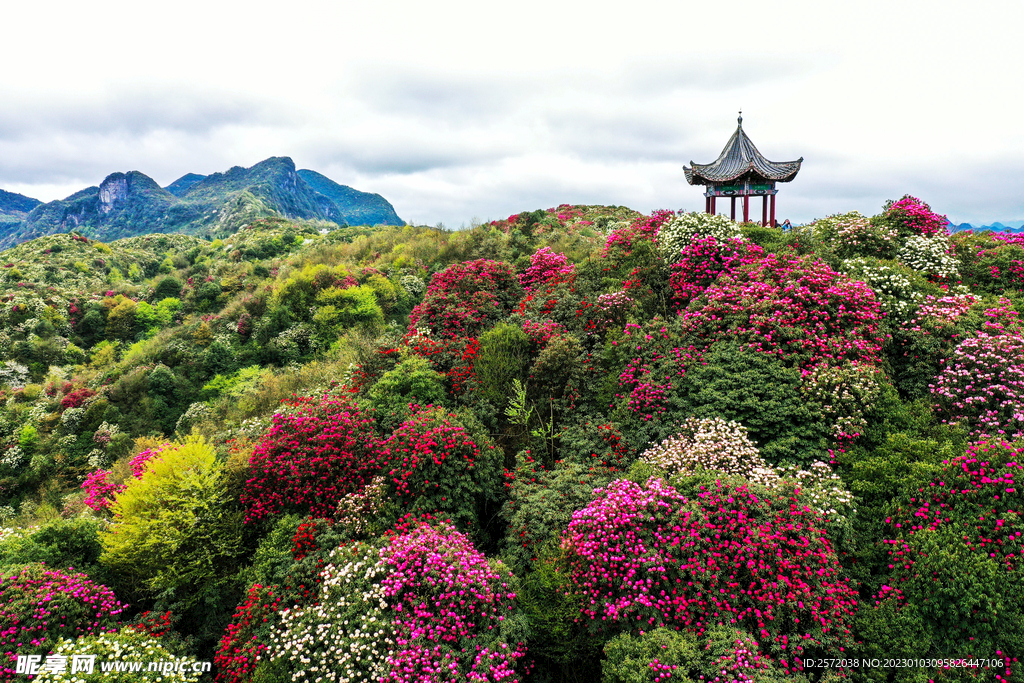 毕节百里杜鹃