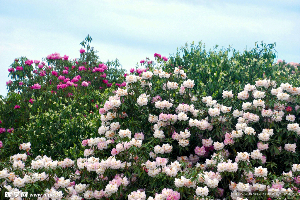 毕节百里杜鹃