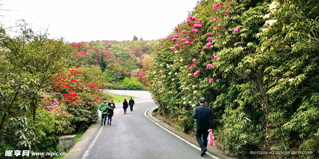 毕节百里杜鹃