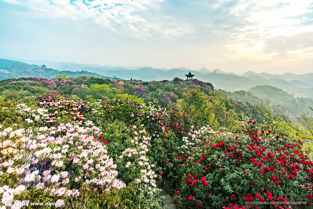 毕节百里杜鹃
