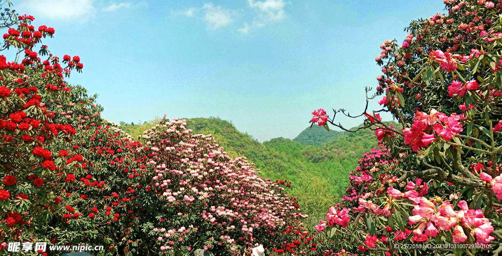 毕节百里杜鹃