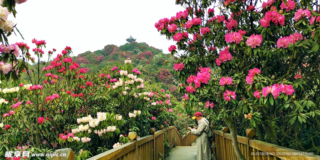 毕节百里杜鹃