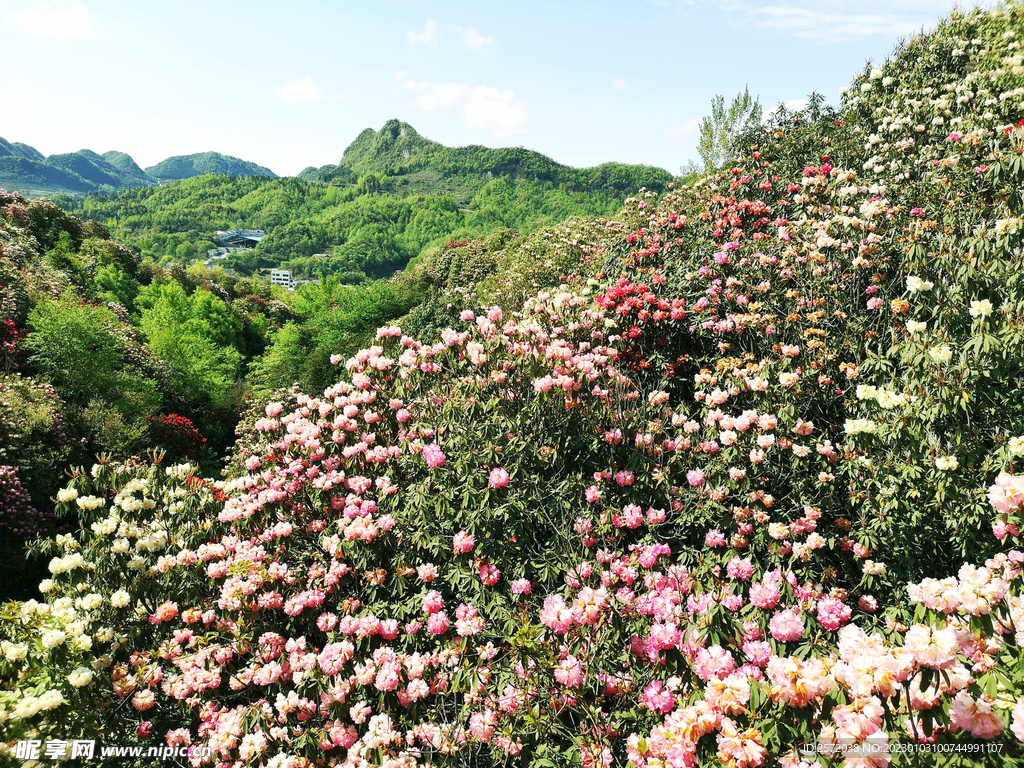 毕节百里杜鹃
