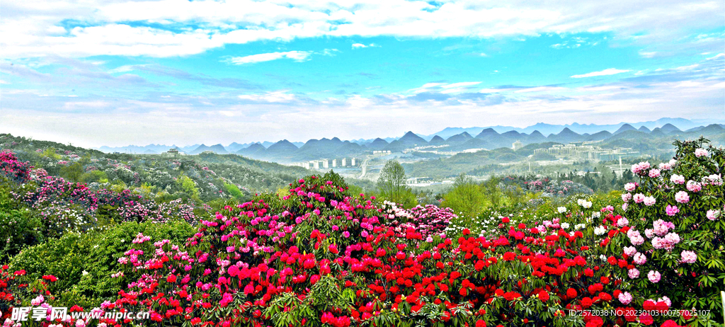 毕节百里杜鹃