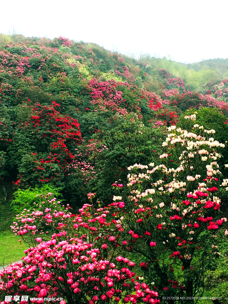 毕节百里杜鹃