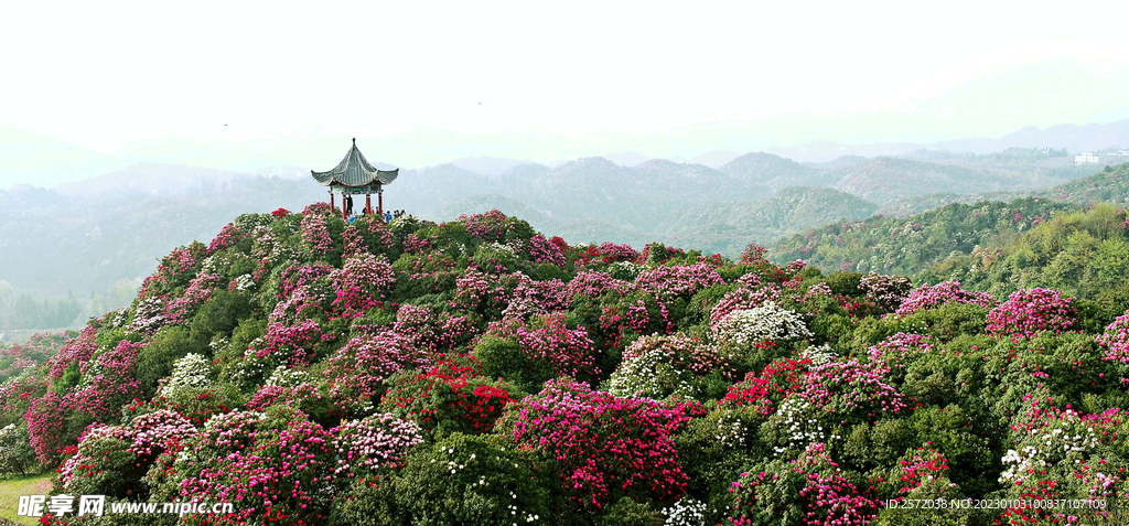 毕节百里杜鹃