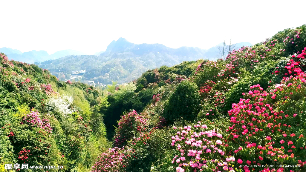 毕节百里杜鹃