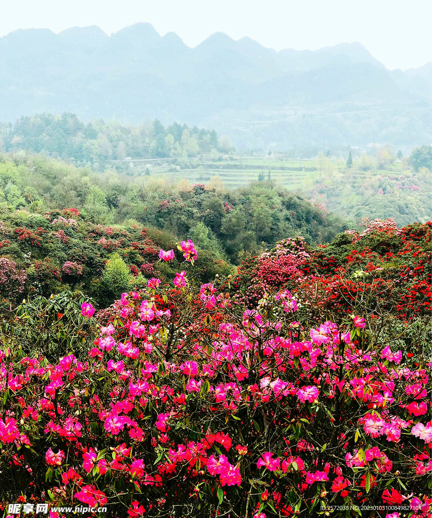 毕节百里杜鹃