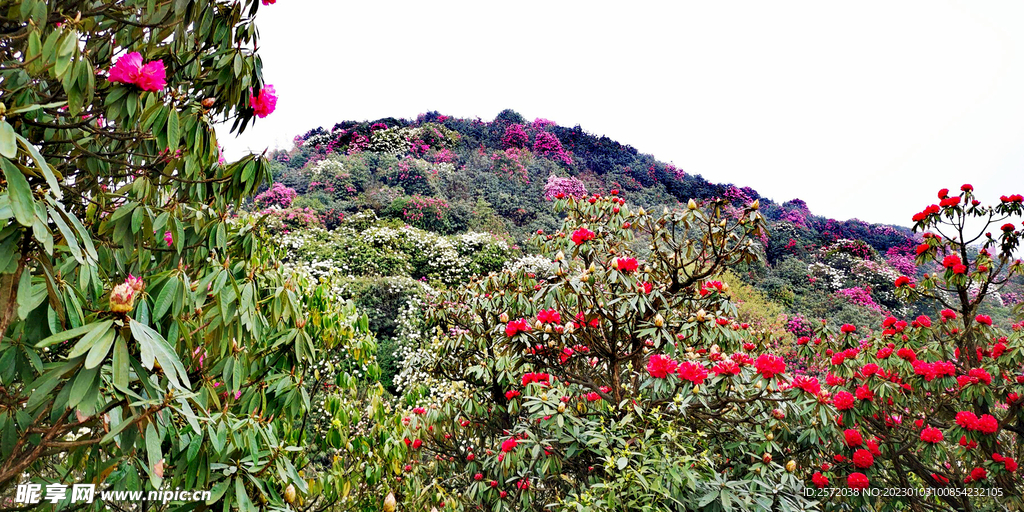 毕节百里杜鹃