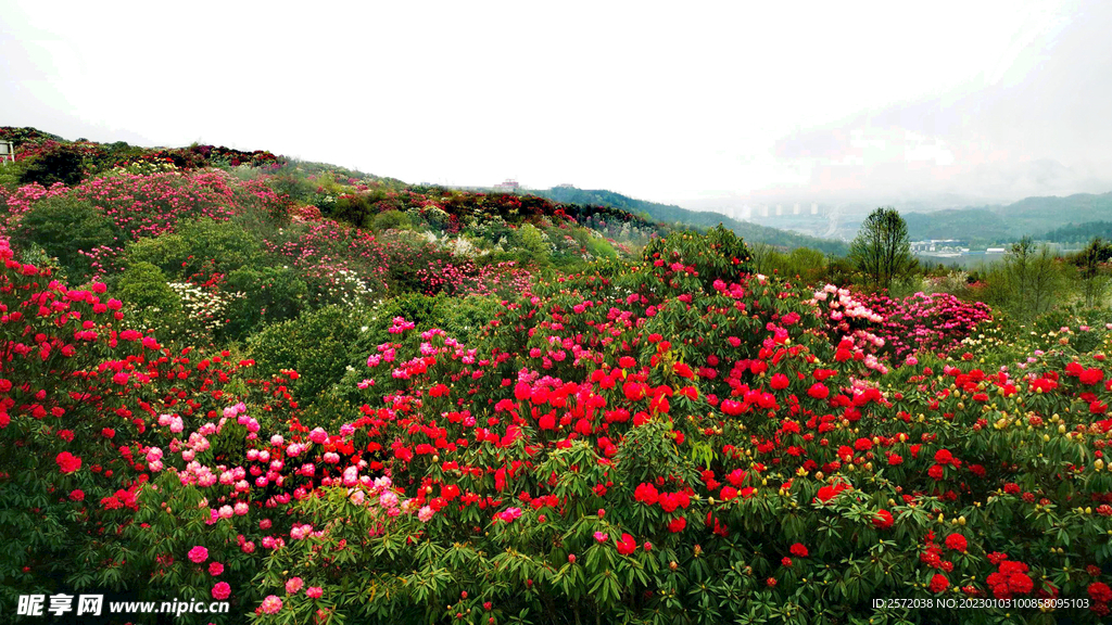 毕节百里杜鹃