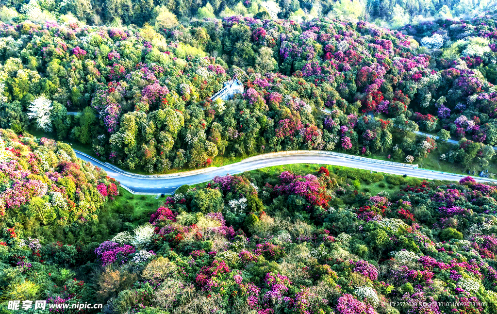 毕节百里杜鹃