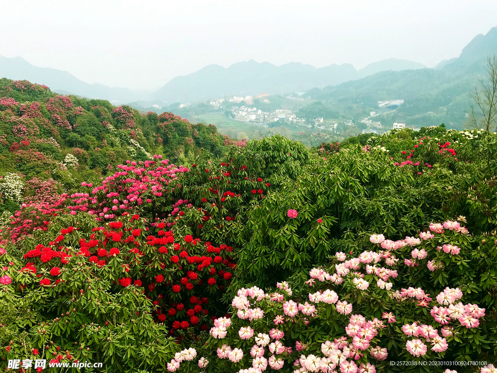 毕节百里杜鹃