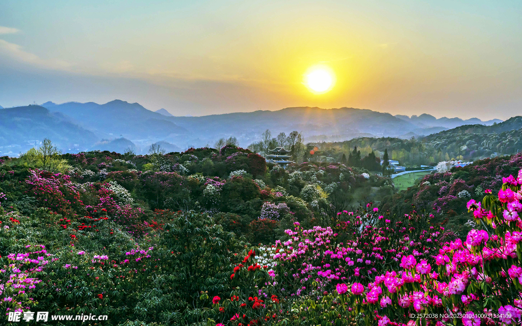 毕节百里杜鹃