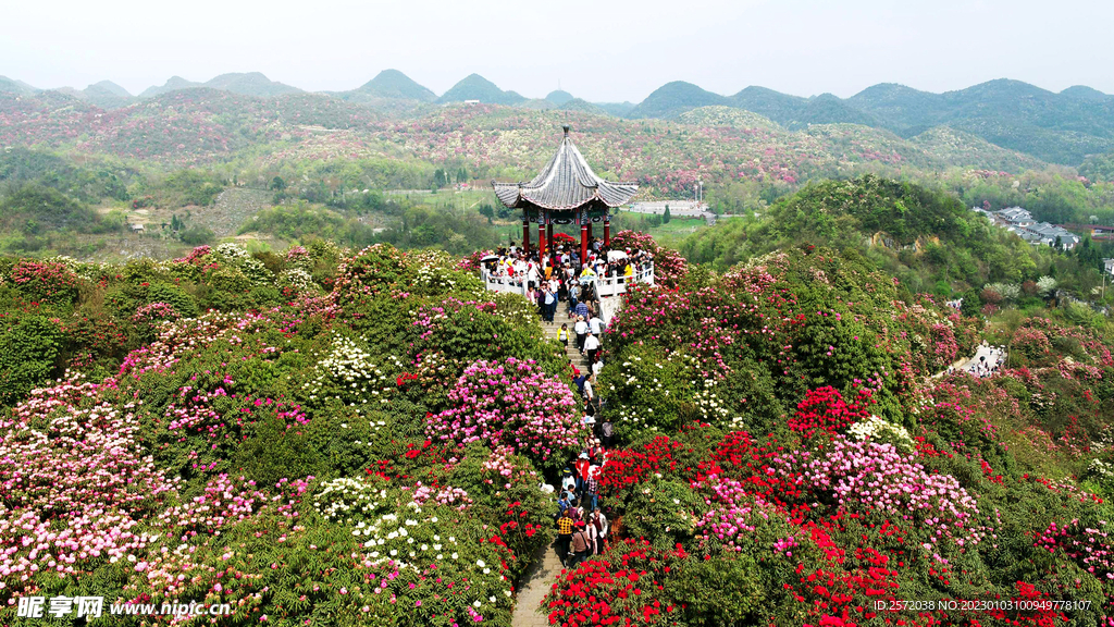 毕节百里杜鹃