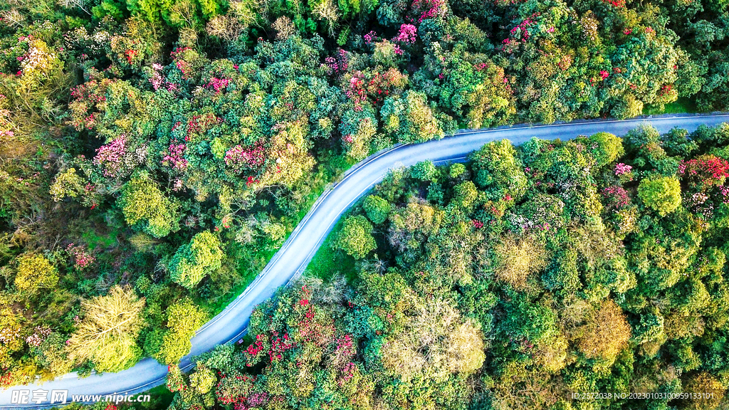毕节百里杜鹃