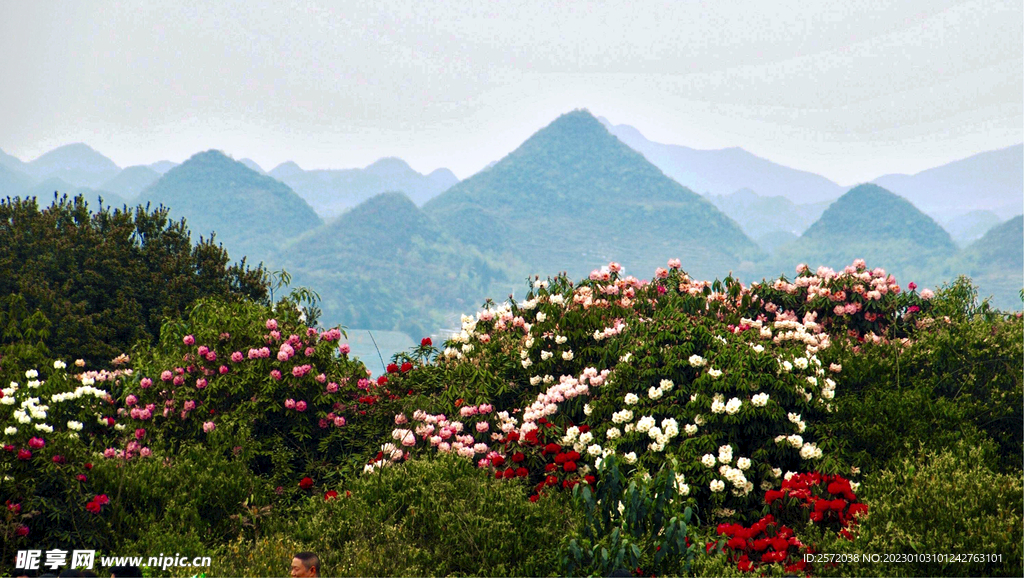 毕节百里杜鹃