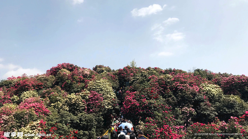 毕节百里杜鹃