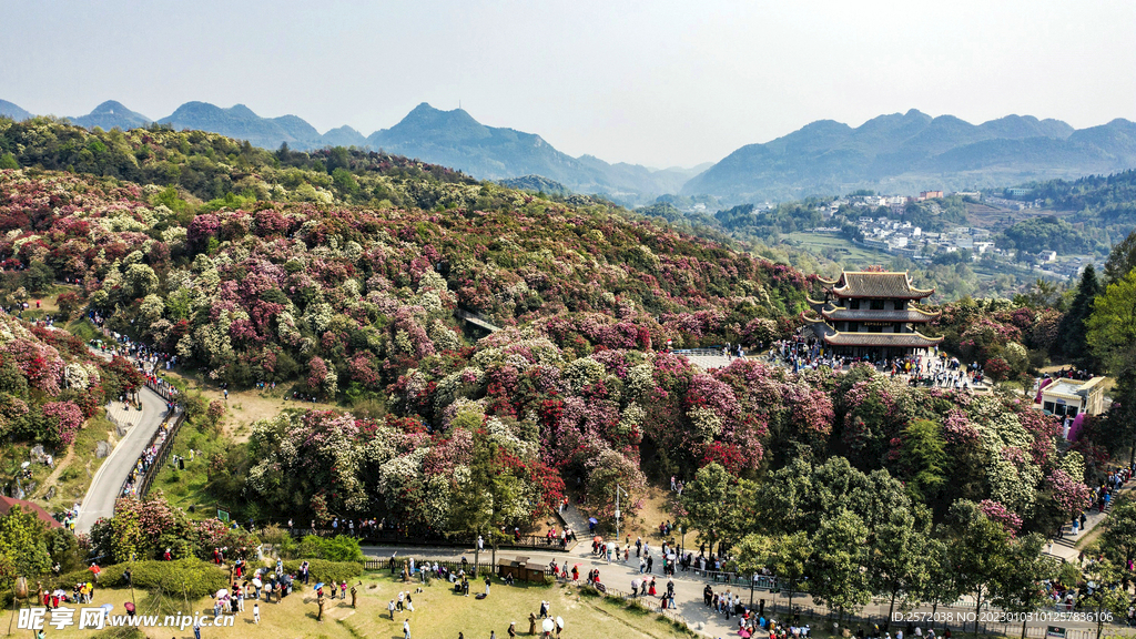 毕节百里杜鹃