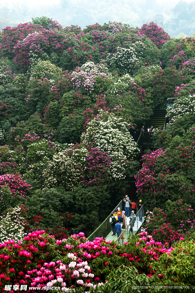 毕节百里杜鹃
