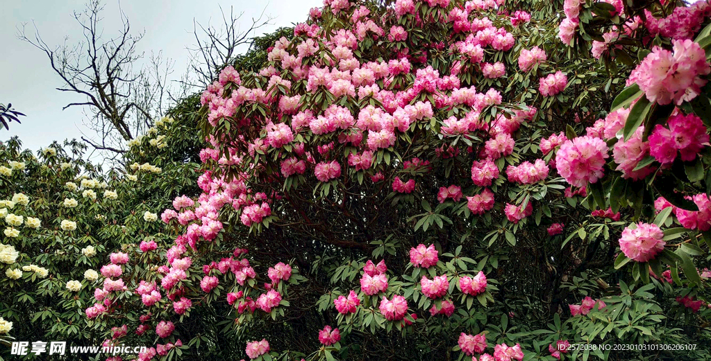 毕节百里杜鹃