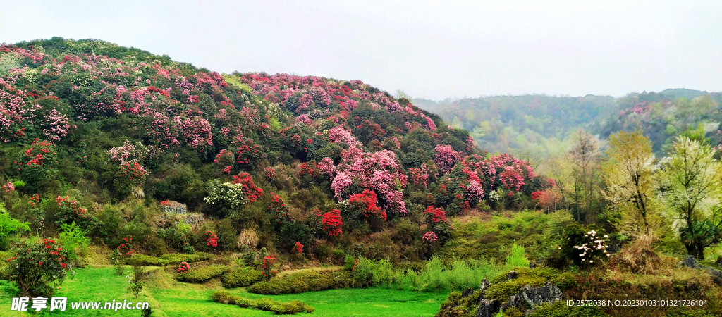毕节百里杜鹃