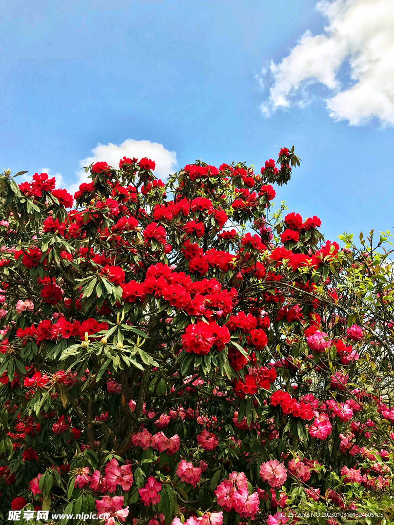 毕节百里杜鹃