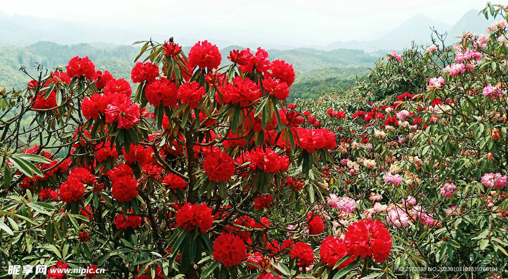 毕节百里杜鹃