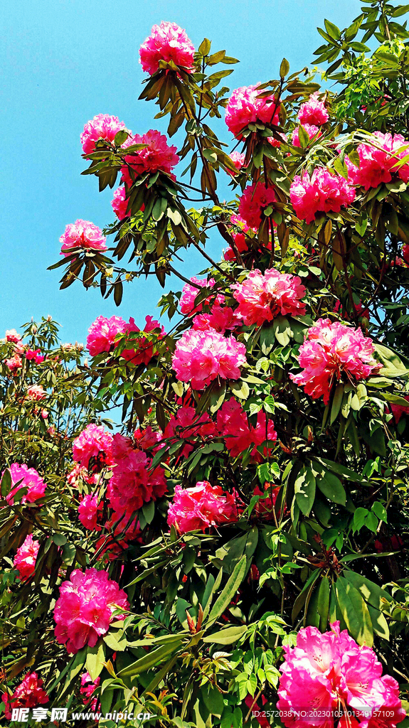 毕节百里杜鹃