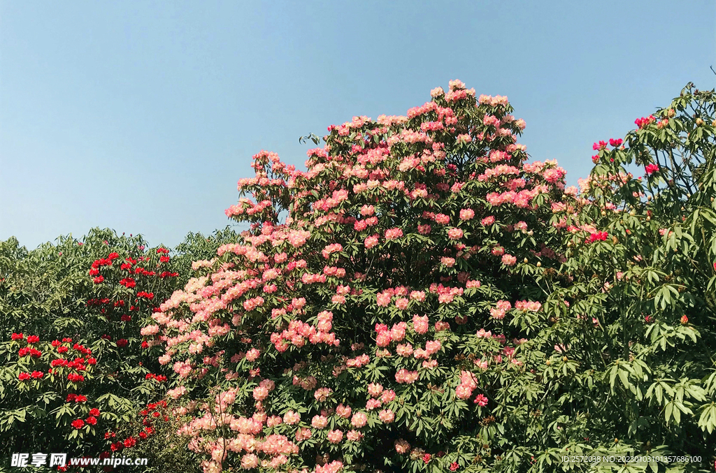 毕节百里杜鹃