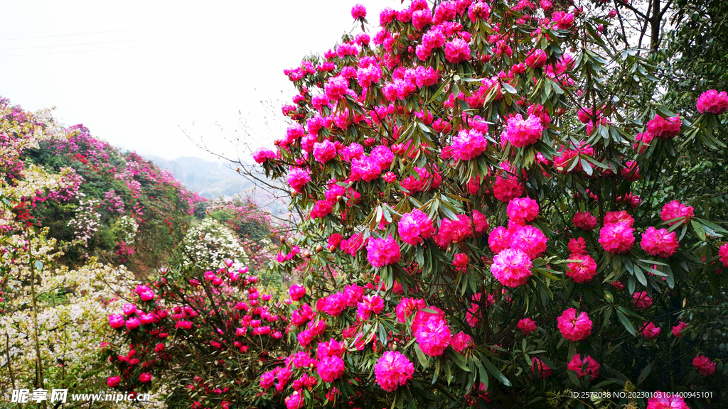 毕节百里杜鹃