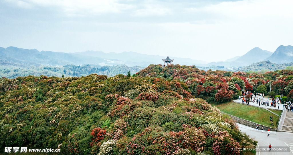 毕节百里杜鹃