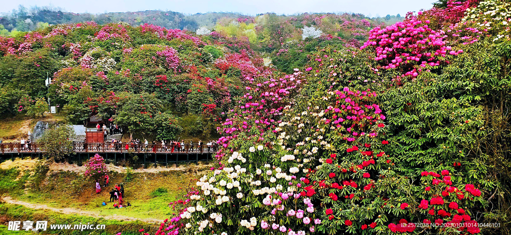 毕节百里杜鹃