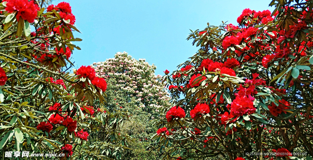 毕节百里杜鹃