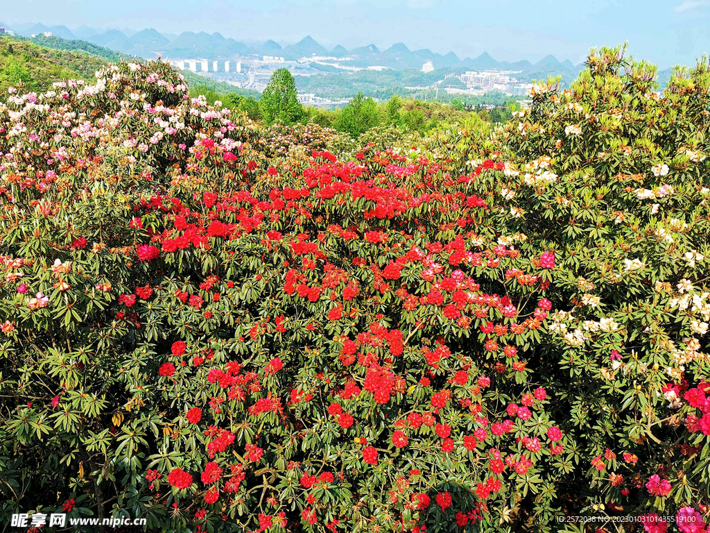 毕节百里杜鹃