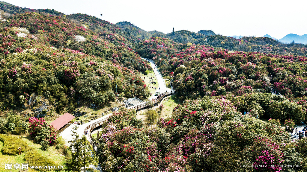 毕节百里杜鹃