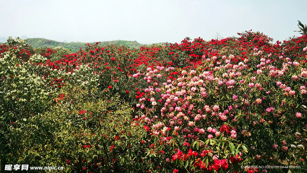 毕节百里杜鹃