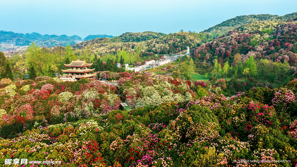 毕节百里杜鹃