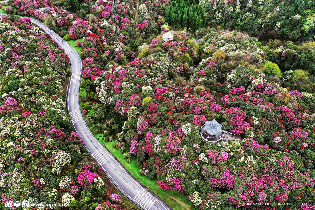 毕节百里杜鹃