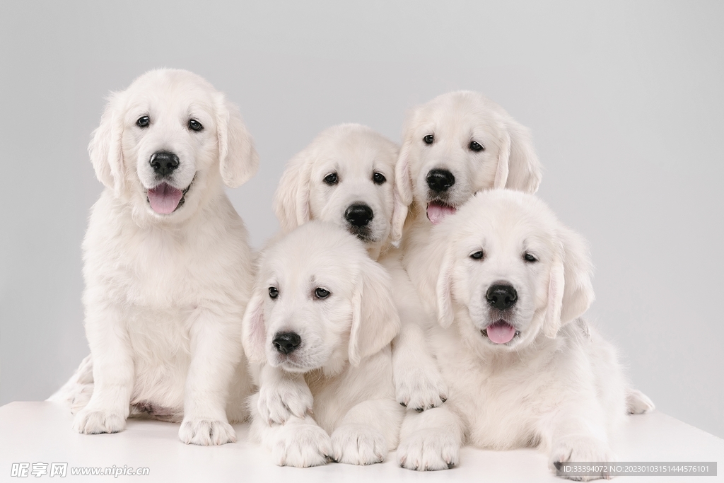 一群白色金毛幼犬
