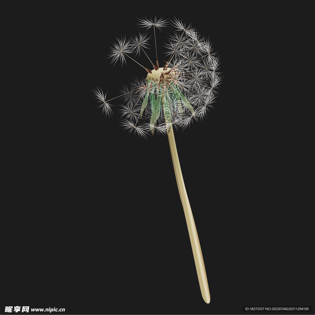 蒲公英