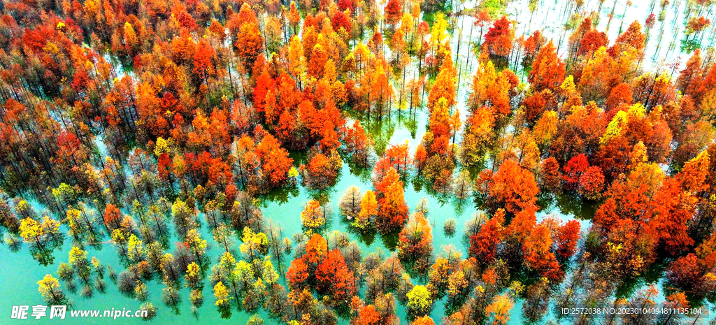 安徽宁国落羽杉湿地公园