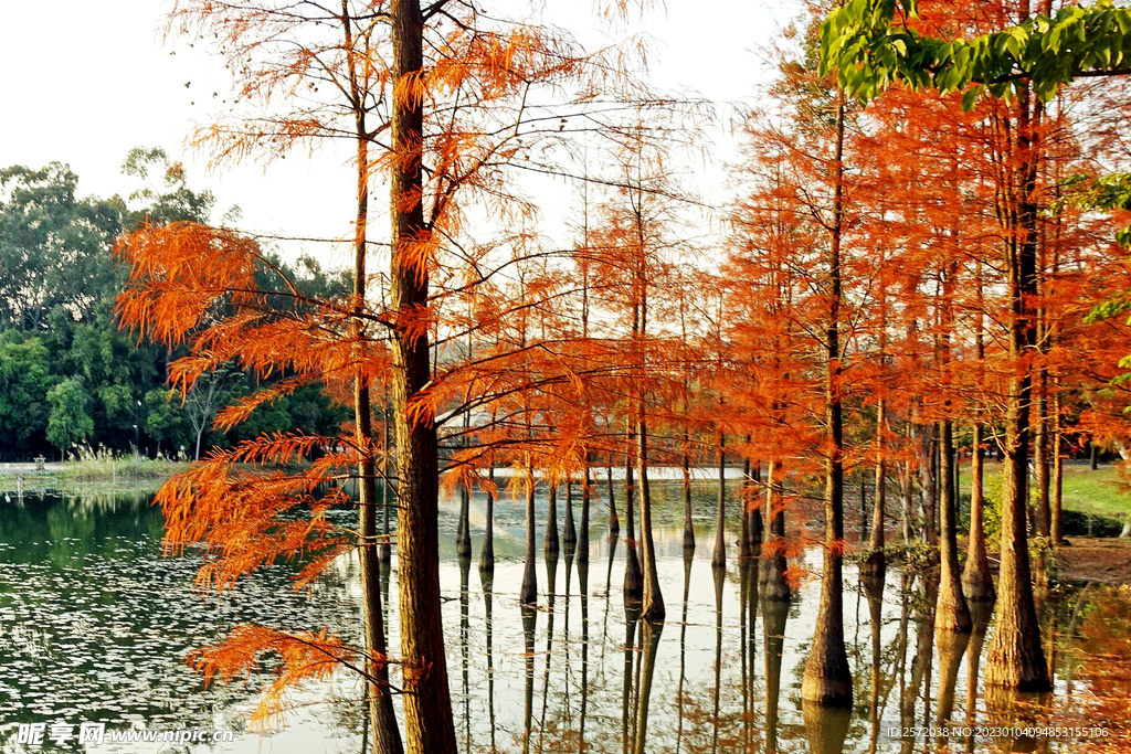 安徽宁国落羽杉湿地公园
