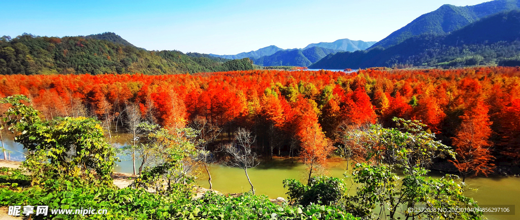 安徽宁国落羽杉湿地公园